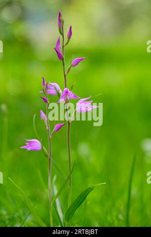 Roter Waldvogel, violetter Waldvogel, Cephalanthera rubra Stockfoto