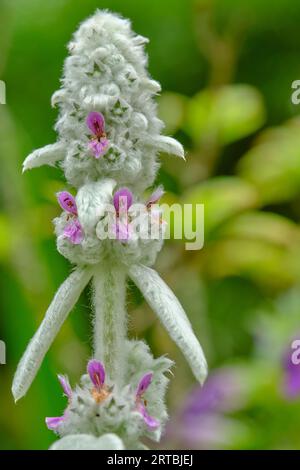 Wollziest, Stachys byzantina Stockfoto