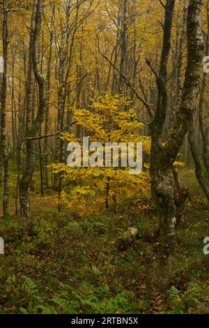 Nebel im Naturpark Rotes Moor im Herbst, Biosphärenreservat Rhön, Bezirk Fulda, Hessen, Deutschland Stockfoto