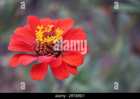 Sehr schöne rote Blumen Stockfoto