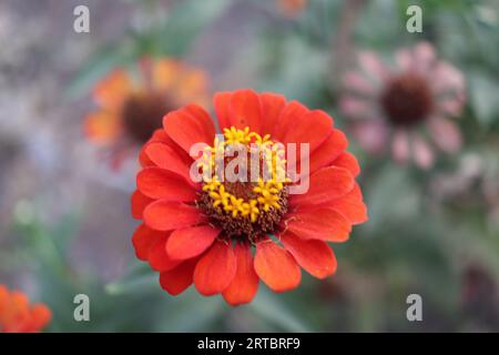 Sehr schöne rote Blumen Stockfoto