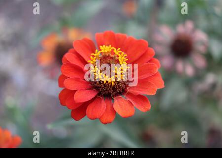 Sehr schöne rote Blumen Stockfoto