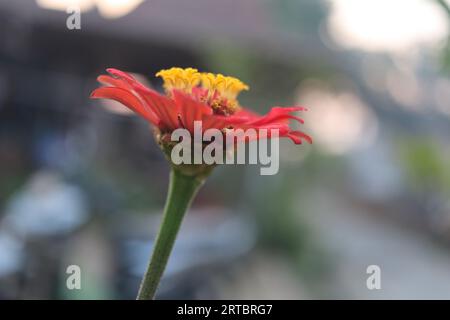 Sehr schöne rote Blumen Stockfoto