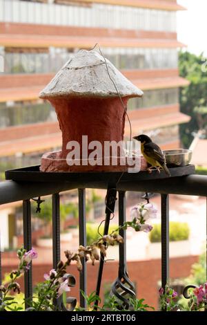 Baglafecht-Weber (Ploceus baglafecht) auf dem hausgemachten Vogelfutterplatz Stockfoto