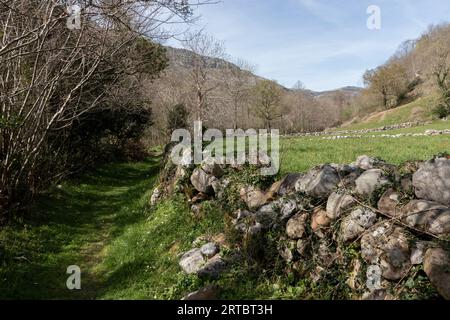 Erkunden Sie die ruhigen Waldwege von Cantabria, Spanien, entlang einer Steinmauer Stockfoto