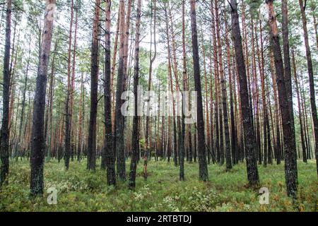 Herbstlicher Kiefernwald. Polnische Wälder verzaubern mit ihrer Schönheit Stockfoto