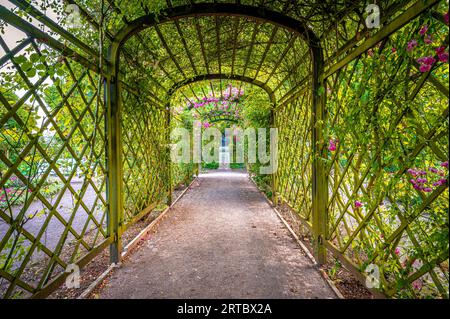 Rosenspalier im Schlosspark der Dornburger Burgen bei Jena, Dornburg-Camburg, Thüringen, Deutschland Stockfoto