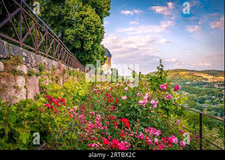 Der Schlosspark mit verschiedenen Rosen im Schlosspark der Dornburger Burgen bei Jena mit dem Rokoko-Schloss im Hintergrund, Dornburg-Camburg, Stockfoto