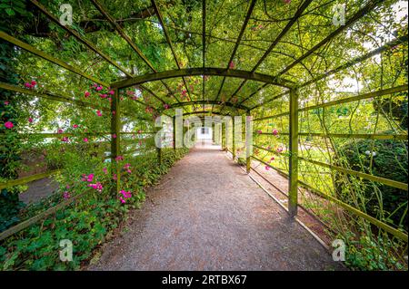 Rosenspalier im Schlosspark der Dornburger Burgen bei Jena, Dornburg-Camburg, Thüringen, Deutschland Stockfoto