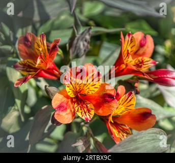 Nahaufnahme der orangen Alstroemeria aurea graham Blumen. Stockfoto