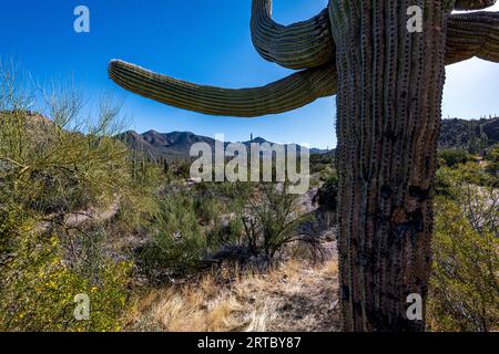 Schöner Saguaro Kaktus vor dem strahlend blauen Himmel im Saguaro Nationalpark Stockfoto