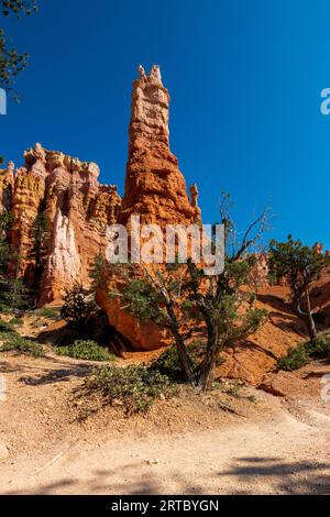 Bei einer Wanderung durch das ampitheater im bryce Canyon werden viele Hoodoo's und andere wunderschöne Orte entdeckt Stockfoto