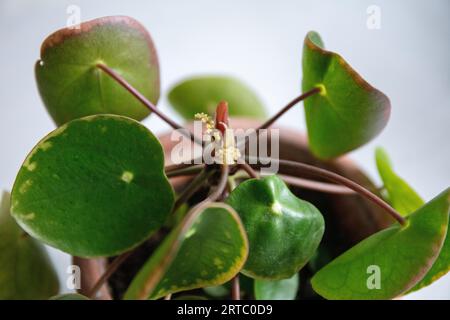 Nahaufnahme der chinesischen Geldfabrik im Innenhaus mit Blume, Pilea peperomioides, Stockfoto