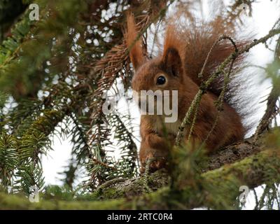 Eurasisches Rotes Eichhörnchen, gewöhnliches Eichhörnchen, Eichhörnchen, Sciurus vulgaris Stockfoto