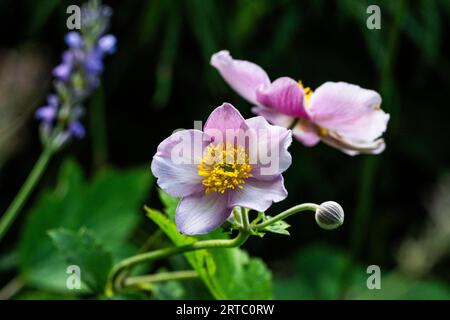 Privatgarten, Hamburg, Deutschland Stockfoto