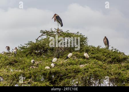 Afrikanische Heilige Ibis (Threskiornis aethiopicus) und Marabou-Störche (Leptoptilos crumenifer) an einem Baum am Awassa-See in Äthiopien Stockfoto