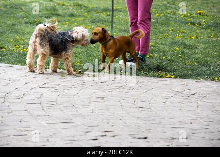 Hunde im Park schnüffeln sich gegenseitig Stockfoto