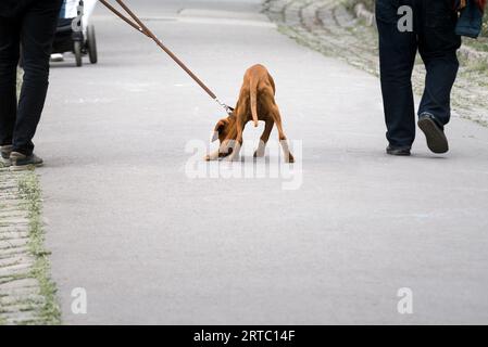 Hündchen an der Leine Stockfoto