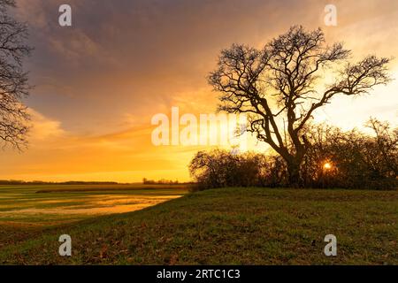 Feuchte Wiesen im Abendlicht auf dem NSG Sulzheimer Gipshügel, Bezirk Schweinfurt, Unterfranken, Bayern, Deutschland Stockfoto