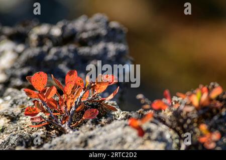 Sträucher in Herbstfarbe, Kals-Matreier-Törl, hohe Tauern, Nationalpark hohe Tauern, Osttirol, Österreich Stockfoto