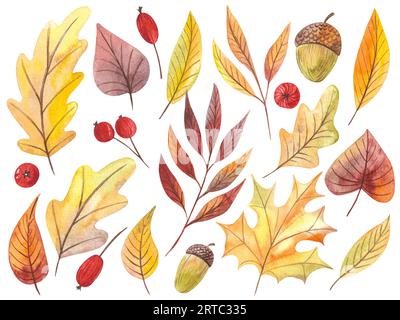 Aquarellset aus Herbstblättern, Ahornblättern, Eicheln, Beeren. Forst Design-Elemente. Hallo Herbst Illustrationen. Perfekt für saisonale Werbung Stockfoto