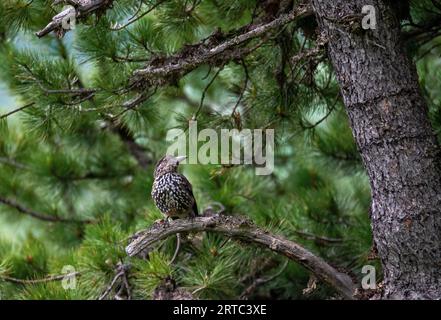 Nussknacker (Nucifraga caryicatactes) in alpinen Nadelwäldern, Rauristal, Nationalpark hohe Tauern, Pinzgau, Salzburg, Österreich Stockfoto