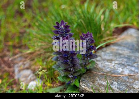 Pyramidenguensel (Ajuga pyramialis) auf Almwiesen im Nationalpark hohe Tauern Stockfoto