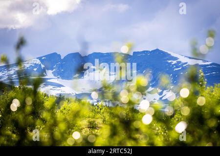 Blick auf Snoehetta mit dem ersten zarten Grün, Hjerkinn, Dovre, Besucherzentrum wildes Rentier, Dovrefjell-Sunndalsfjella Nationalpark, Tverrfjellhytja Stockfoto