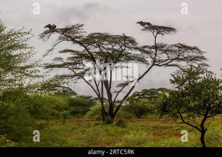 Ruppells Gänsegeier (Gyps rueppelli) auf einem Baum im Omo-Tal, Äthiopien Stockfoto