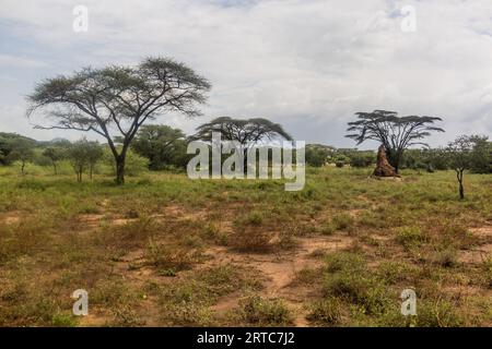 Landschaft mit einem Termitenhügel im Omo-Tal, Äthiopien Stockfoto