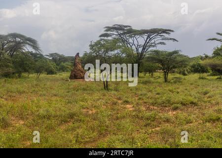 Landschaft mit einem Termitenhügel im Omo-Tal, Äthiopien Stockfoto