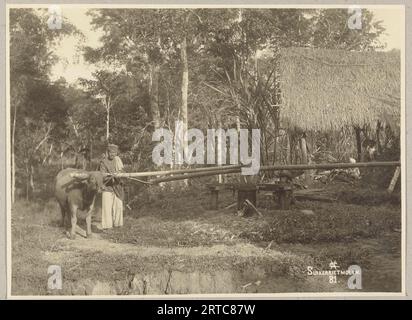 West Sumatra, Indonesien, 1900, Vintage-Archivfoto, Minangkabau People Zuckerrohrmühle angetrieben von einem Ochsen, Stockfoto