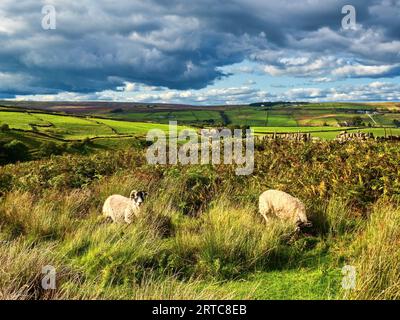 Haworth Moor mit Schafen Stockfoto