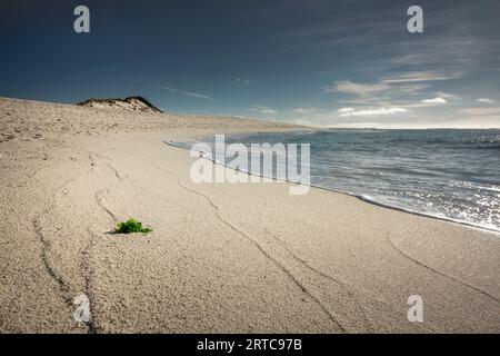 Strand von Hoernum im Morgenlicht, Hoernumer Odde, Sylt, Nordfriesland, Schleswig-Holstein, Deutschland, Europa Stockfoto