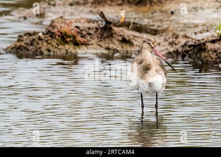 Schwarzschwanzgottwit, Limosa limosa, im Wintergefieder. Im Titchwell Marsh RSPB Reserve, Norfolk. Stockfoto