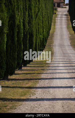 Val d'Orcia, eine von Bäumen gesäumte Allee aus der traditionellen Zypresse, Toskana, Italien Stockfoto