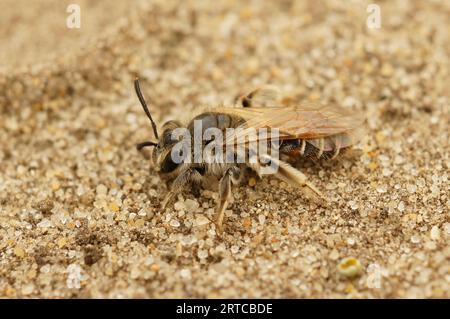 Detaillierte Nahaufnahme einer rotbäuchigen Bergbaubiene, Andrena ventralis, die auf dem Boden sitzt Stockfoto