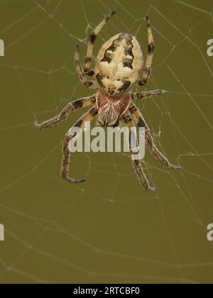 Die natürliche Nahaufnahme einer weiblichen Furchenspinnenflege Larinioides cornutus in ihrem Netz Stockfoto