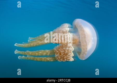 Eine Qualle, Mastigias papua, schwimmt in der Nähe einer Lagune in Palau, Mikronesien. Diese Art hat eine Symbiose mit photosynthetischen Zooxanthellen. Stockfoto