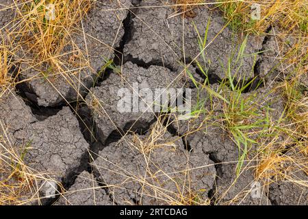 Tiefe Risse im Boden eines landwirtschaftlichen Feldes durch Dürre und Trockenheit, Hessen Stockfoto