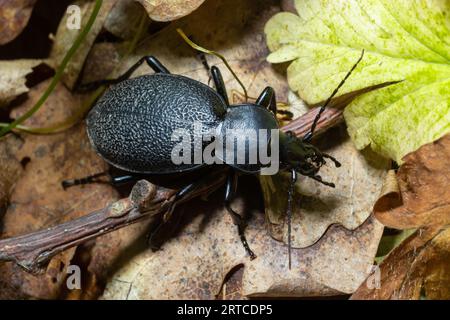 CaraBus coriaceus ist eine in Europa weit verbreitete Käferart, die vor allem in Laubwäldern und Mischwäldern zu finden ist. Nahaufnahme. Stockfoto