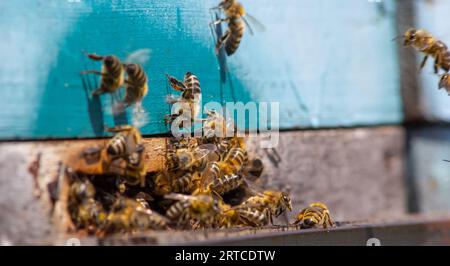 Nahaufnahme fliegender Bienen. Holzbienenstock und Bienen. Jede Menge Bienen am Eingang des alten Bienenstocks in der Bienenkammer. Arbeitende Bienen auf der Planke. Rahmen eines Bienenstocks. Stockfoto