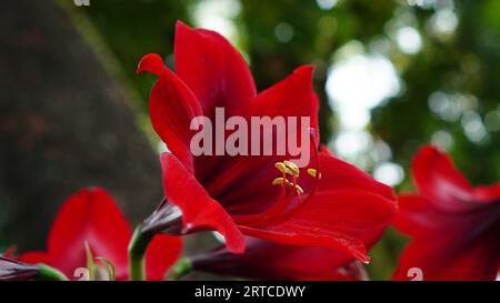 Rote Amaryllis-Blüten blühen im Park. Die Blütenblätter sind wie eine Trompete geformt, die Farbe ist rot mit einem gelben Pistil, der sich vorne hervorhebt. Stockfoto