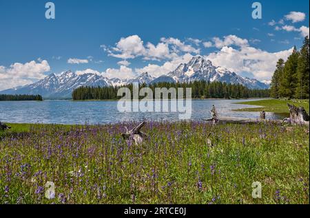 Frühlingsblumen mit Grand Teton Range, Grand Teton National Park, Wyoming, Vereinigte Staaten von Amerika Stockfoto