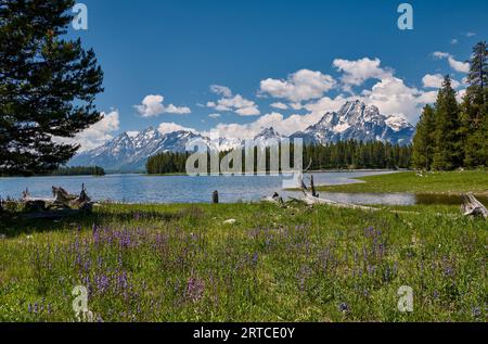 Frühlingsblumen mit Grand Teton Range, Grand Teton National Park, Wyoming, Vereinigte Staaten von Amerika Stockfoto