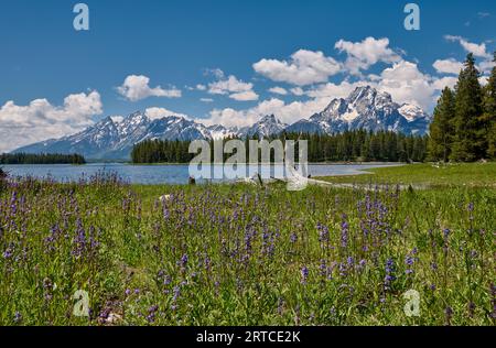 Frühlingsblumen mit Grand Teton Range, Grand Teton National Park, Wyoming, Vereinigte Staaten von Amerika Stockfoto