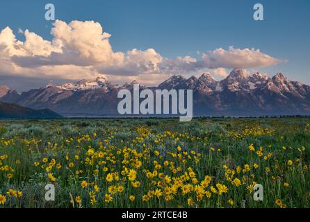 Frühlingsblumen mit Grand Teton Range, Grand Teton National Park, Wyoming, Vereinigte Staaten von Amerika Stockfoto