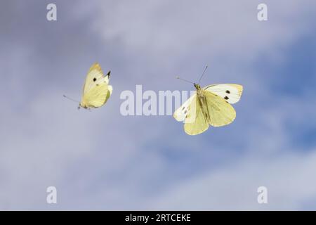 Bild zweier fliegender Kohlweißfalter in der Luft Stockfoto