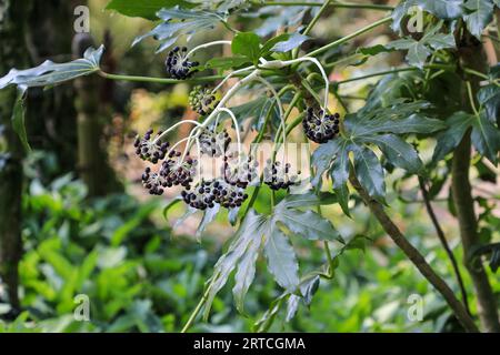 Die kleine schwarze Frucht der Rizinusölpflanze, japanische aralia, Fatsia japonica, Fatsi, immergrüne Sträucher, England, Großbritannien Stockfoto
