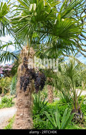 Die schwarzen Früchte von Phoenix dactylifera, allgemein bekannt als Dattelpalme, wachsen in Südwestengland, Großbritannien Stockfoto